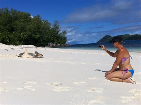 Découvrez les plus belles plages de l'archipel pour un voyage inoubliable aux seychelles ! Les tortues à écailles font leur retour sur les plages des ...