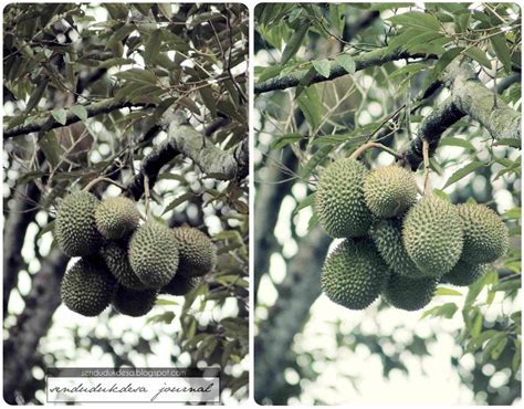 Maybe you would like to learn more about one of these? sendudukdesa journal: Durian Kampung Raga