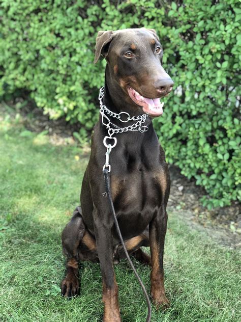 Check spelling or type a new query. Red: Two Year Old Male Doberman - Man's Best Friend