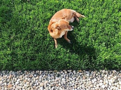 I bought the microclover online from osc seeds and, because i was mixing it with grass seed, only needed one 125g bag. PT 767 Dog Park Eco-Lawn Mix with Microclover® in 2020 ...