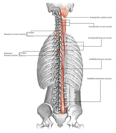 Herniated or bulging disc, spinal stenosis, scoliosis), the surrounding back muscles may automatically contract to help support and protect the area causing pain. Pin by Adam Davis on costochondritis muscles causing it ...