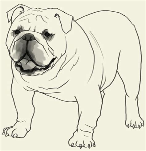 Marketingtracer seo dashboard, created for webmasters and agencies. How to draw Bulldog. Learn to draw an English Bulldog step ...