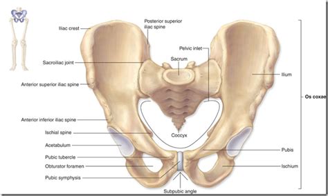 Bones of the pelvis and lower back. The bones of the pelvis and lower back - Anatomy-Medicine.COM