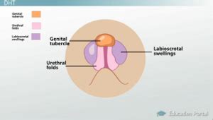 We did not find results for: External Genital Development in Males and Females - Video ...