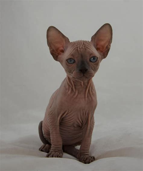 I sale my beautiful pedigree sphynx girl, she is 9 month old, healthy, vacations up to date. Sphynx Cats For Sale | Las Vegas, NV #282577 | Petzlover