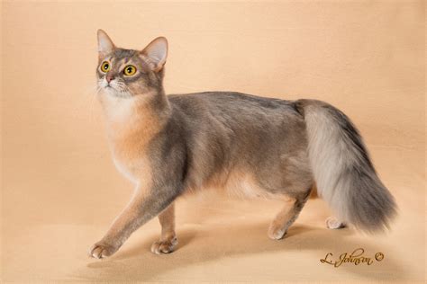 The abyssinian is not a big cat, with females typically weighing about 8 lbs. Abyssinian Cat For Sale Colorado - Best Cat Wallpaper