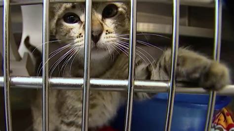 — petsmart at 1115 vidina place in oviedo; Orlando pet rescue relies on foster parents during ...