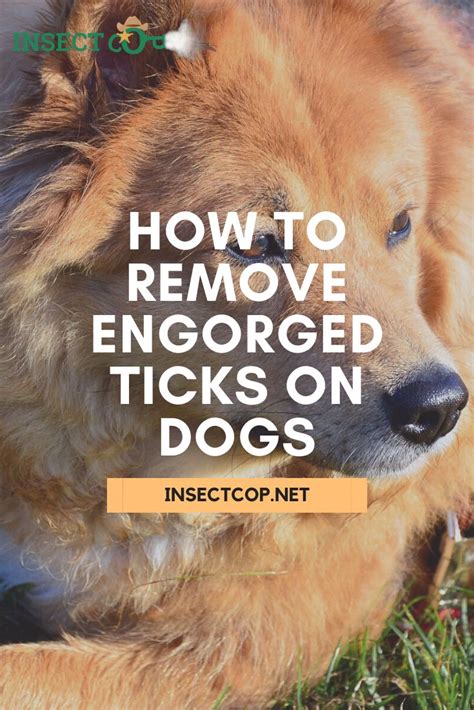 How do i get it off. How to Remove Engorged Ticks From Dogs | INSECT COP in ...