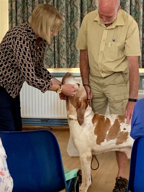 This is simply an avenue to maintain reputable records regarding the breed's development. Bracco Italiano Club Breed Seminar August 2019 - Bracco ...