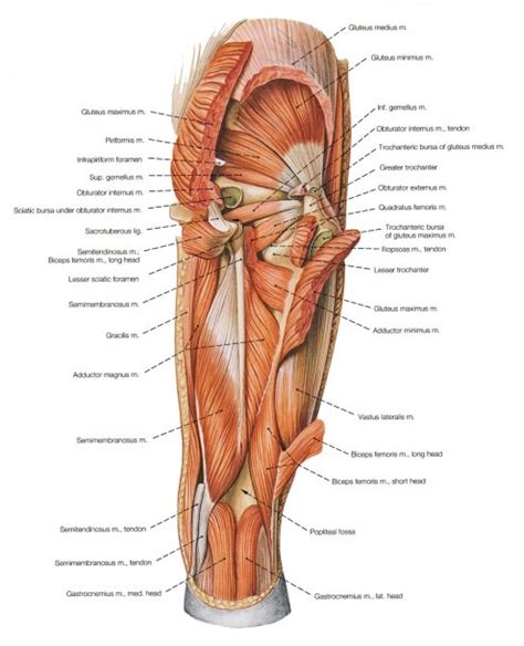 Www.productivefitness.com rotator cuff hamstrings group semitendinosus semimembranosus biceps femoris (long and short head). Hip Muscles Diagram