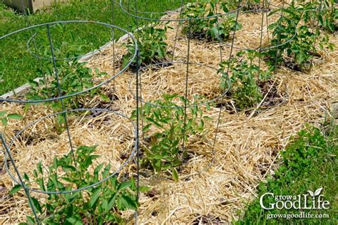 Check spelling or type a new query. 5 Ways Organic Mulch Helps Your Vegetable Garden