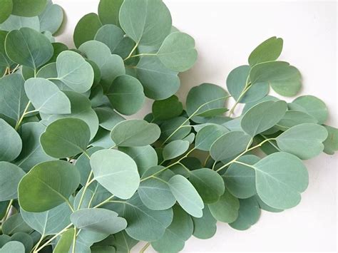 Check spelling or type a new query. Image result for silver dollar eucalyptus | Silver dollar ...