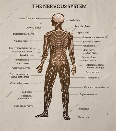 The central nervous system is the integration and command center of the body. Human body central brain spinal cord and peripheral nervous system medical diagram retro ...