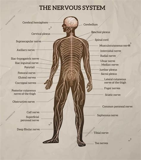 The central nervous system is the integration and command center of the body. Human body central brain spinal cord and peripheral nervous system medical diagram retro ...