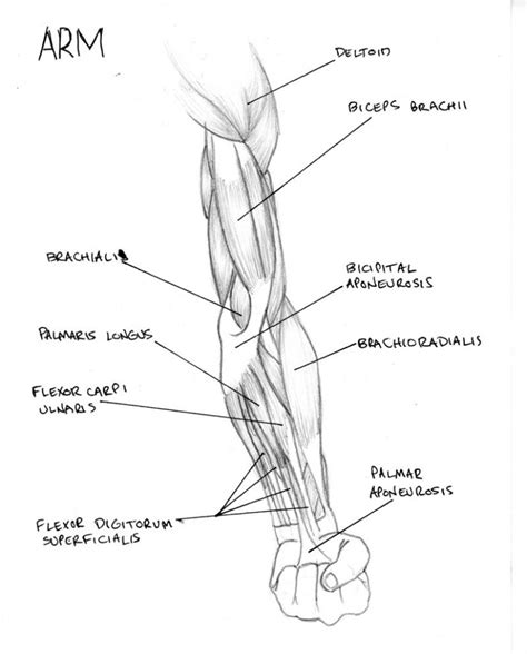 We'll start by giving you the first labeled arm muscle diagram below. Arm Muscle Diagram Labeled Arm Muscle Diagram | Muscle ...
