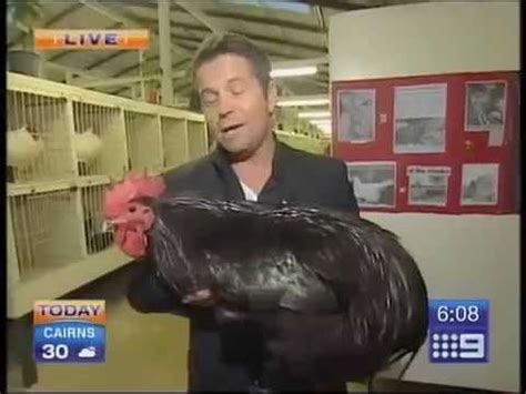 Most recent weekly top monthly top most viewed top rated longest shortest. Big Black Chicken Scares Australian Reporter - YouTube