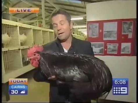 Busty latina craves big black cock. Big Black Chicken Scares Australian Reporter - YouTube