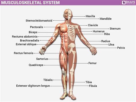 Ncert solutions for class 11 physics; Disorders of Muscular and Skeletal System