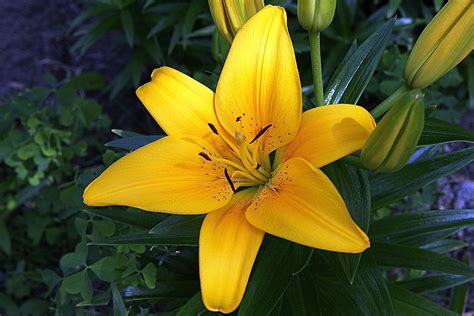 I'm in needd of some serious help with this little peace lily. Pretty Yellow Asiatic Lily 001 | A pretty yellow Asiatic ...