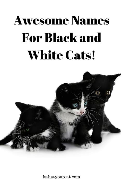 There are 1195 fluffy white kitten for sale on etsy, and they cost $22.51 on average. What Are Some Awesome Names For Black And White Cats ...