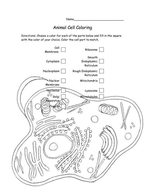 Generalized animal cell coloring sheet. Animal Cell Coloring Worksheet Biology Animal Cell ...