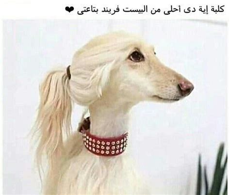 احبتي متابعينا بمنتديات صقور الابداع اليوم سوف نقدم لكم موضوع جديد وهو عن بوستات عيد الفطر المبارك التي نقدمها لكم الآن في هذا المقال بمناسبة اقتراب عيد الفطر ، أهلا وسهلا. منشورات مضحكة , اجمل صور بوستات ضحك فيسبوك - افضل جديد
