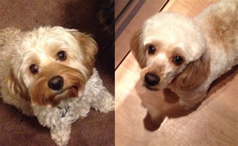 Considered the second smartest breed on the planet, the mini poodle will do well in training and showing off their skills. Got my poodle mix cut like a poodle. The difference a ...