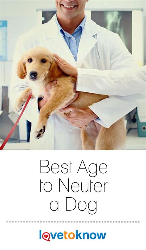* most females reach sexual maturity at male kittens generally reach sexual maturity at 9 to 12 months. Best Age to Neuter a Dog | Pets dogs breeds, Dog care ...