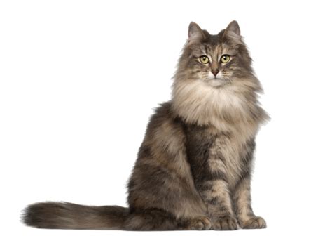 Norwegian Forest Cat Breed Facts and Information | PetCoach