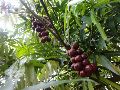 24 maret 2012 23 comments. Kebun Bahagia Bersama: Buah-Buahan