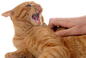 This can become serious and sometimes fatal. if your cat is breathing abnormally fast while purring i would advise seeing your veterinarian just as soon hope your cat is simply content……but usually a happy cat has a regular respiratory rate of. Petting Induced Aggression in Cats