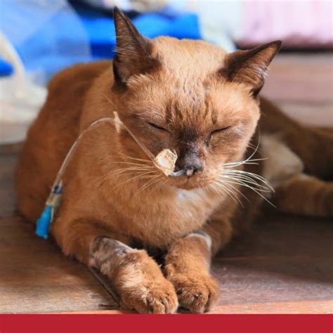 Cells that have become cancerous, or malignant. An Overview Of Cancer In Cats - PetlifeSA