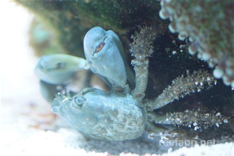 To evaluate the aquaculture potential of these two species and to determine the. Emerald/Mithrax Crab (Mithraculus sculptus) in aquarium