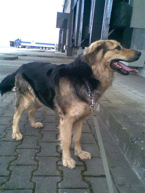 Berner Sennenhund | Mischling - Mix