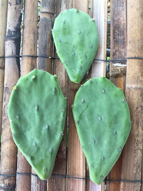 Go directly under the some did well, some such as the cow tongue prickly pear might have died back for good. Nopal Prickly Pear Cactus - Edible Cactus-Opuntia Stricta 6