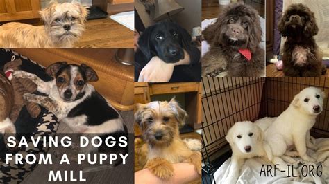 Amazing mutts puppy rescue can always use your help. Saving 21 Dogs from a Puppy Mill in Missouri - A.R.F ...