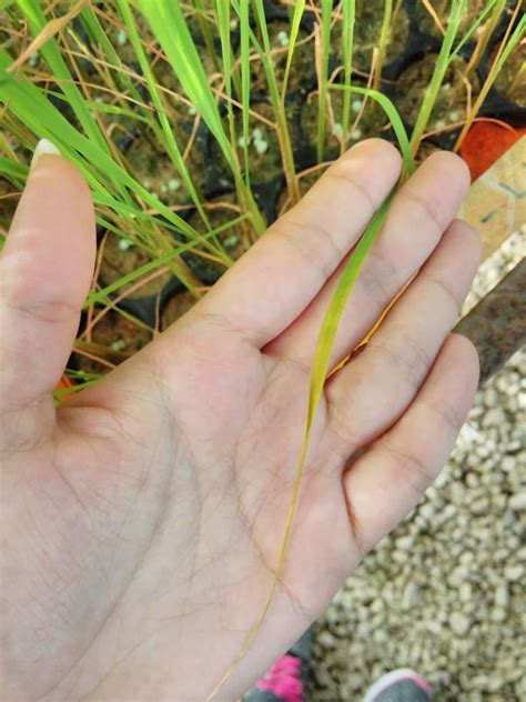 Give the plant time to recover and be on the lookout for the newer leaves and how they grow. Is this potassium deficiency in rice plant?
