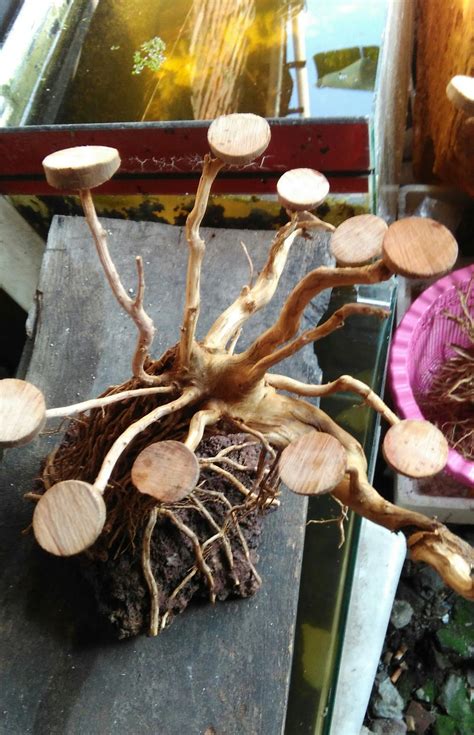 Pasar ikan hias sumenep jakpus. Cara Membuat Bonsai Aquascape