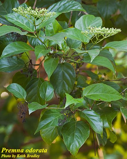 Common names include nakedwood, snakewood, greenheart and hogplum. Premna odorata - Photos - ISB: Atlas of Florida Plants ...