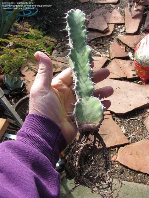 It's nov 21 as i am writing this & my holiday cactus is already half bloomed out. PlantFiles Pictures: Euphorbia Species (Euphorbia cactus ...