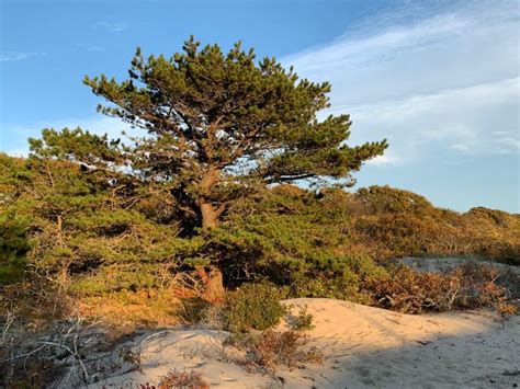 Cape cod facts & frequently ask questions (faqs) about cape cod & the islands. Cape Cod Pitch Pine History and Importance — Provincetown ...