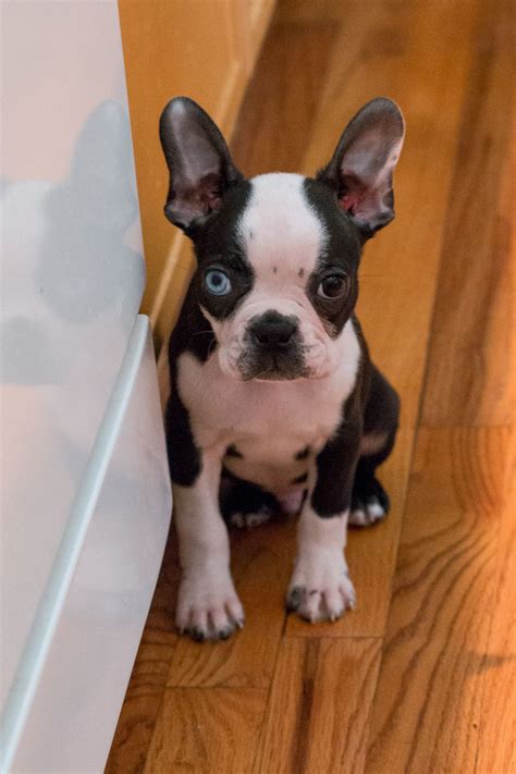 The most common blue boston terrier material is cotton. Boston Terrier Puppies With Blue Eyes For Sale - Pets Lovers