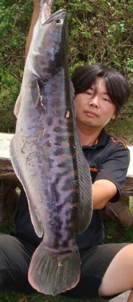 See more of 酒彩 魚虎千両 on facebook. 寶島漁很大 » Blog Archive » 驚人傳說~水中巨怪