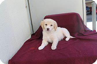 English crème retrievers are famous for their beautiful light crème coats. Los Angeles, CA - Golden Retriever/Pomeranian Mix. Meet Dylan, a puppy for adoption. http://www ...