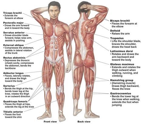 Injuries, disease and aging can cause pain, stiffness and other problems with movement and function. Ask the trainer: Muscle Chart