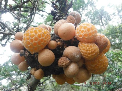 The fruit is a berry in orange coloured skin and orange to red flesh, depending on the variety. Orange Myrtle | Edible mushrooms, Plant fungus, Berries