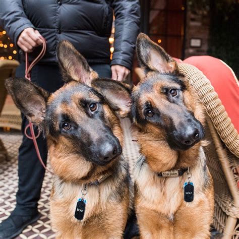 5 females and 1 male, black and tan color. Seeing Double: Best Pairs | German shepherd dogs, Shepherd ...