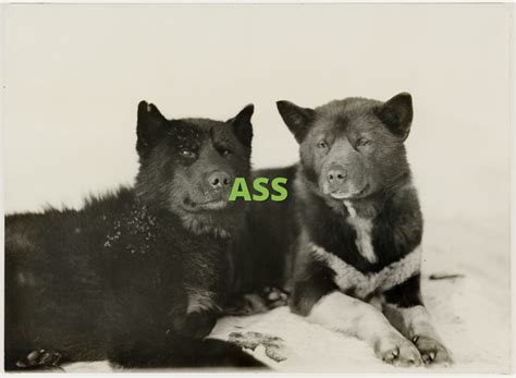 Of the nature of slang; ASS » What does ASS mean? » Slang.org