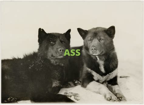 It was recorded live at the sydney entertainment centre on 3 march 2002 by darlene zschech and the hillsong worship team. ASS » What does ASS mean? » Slang.org