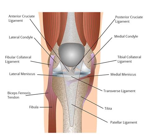 Check out our leg ligaments selection for the very best in unique or custom, handmade pieces from our shops. Left Leg Ligaments / Knee - Physiopedia - Ligaments are ...